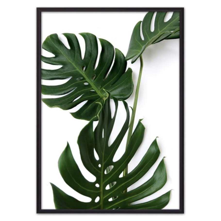 Монстера деликатесная «Вариегата