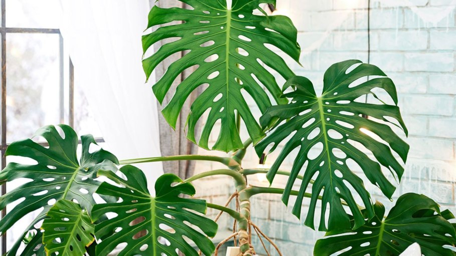 Монстера делициоза