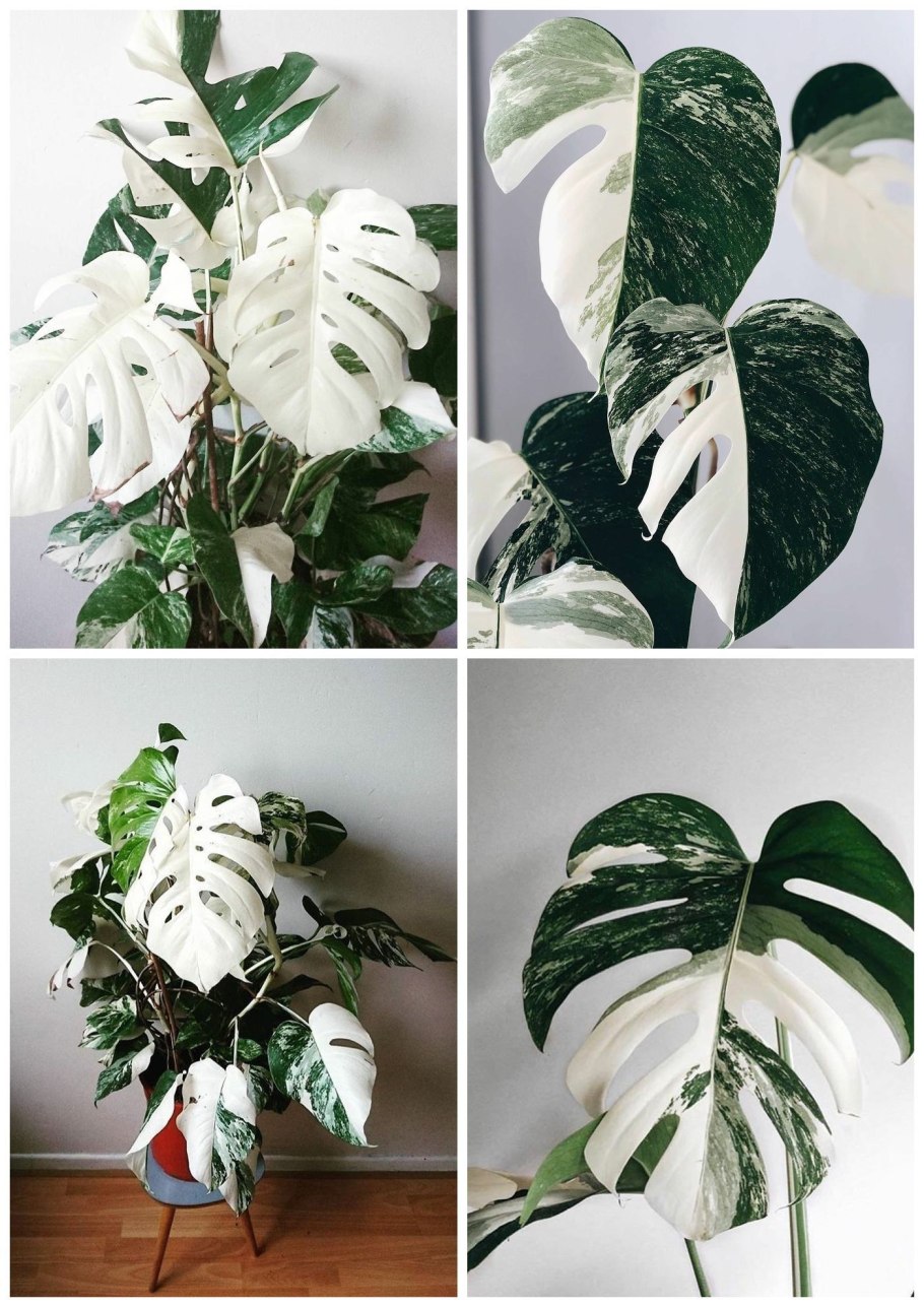 Монстера Адансона Monstera adansonii