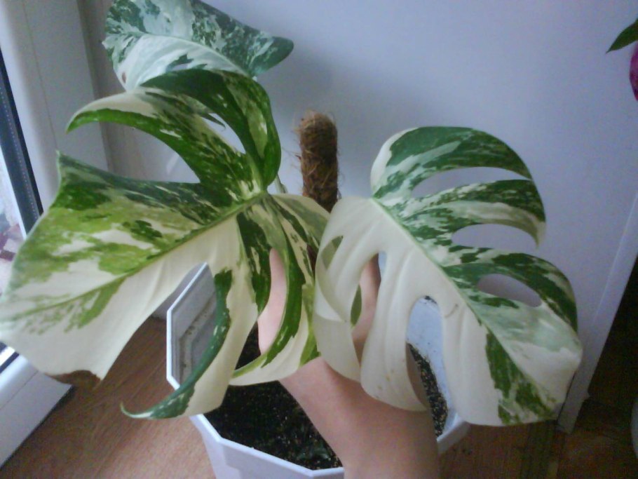 Монстера ампельная