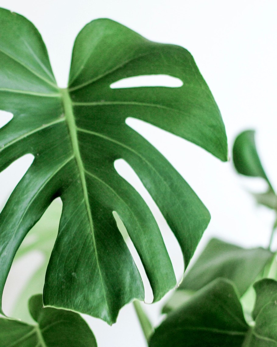 Букет с золотой монстеры