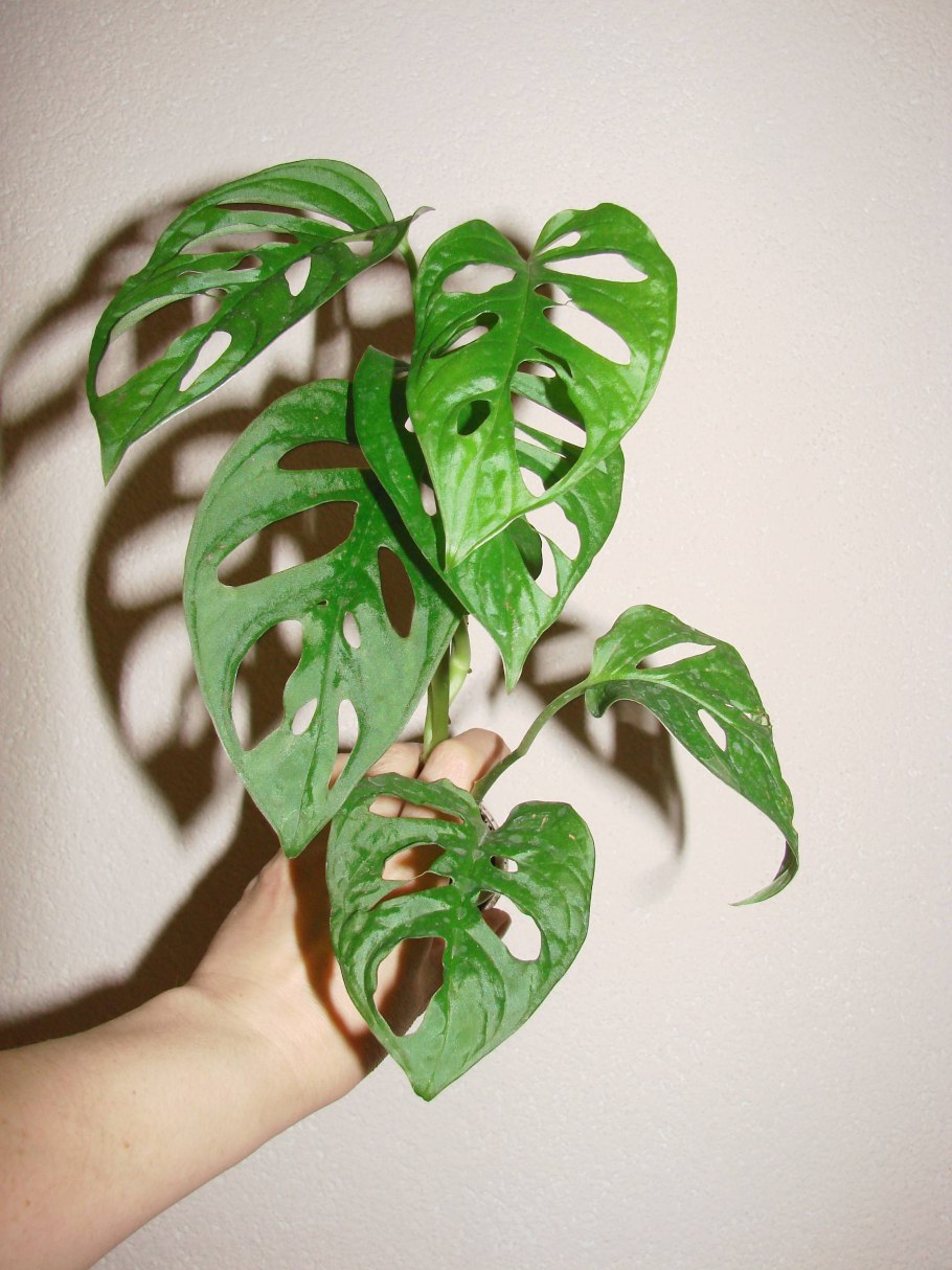 Розовая монстера растение