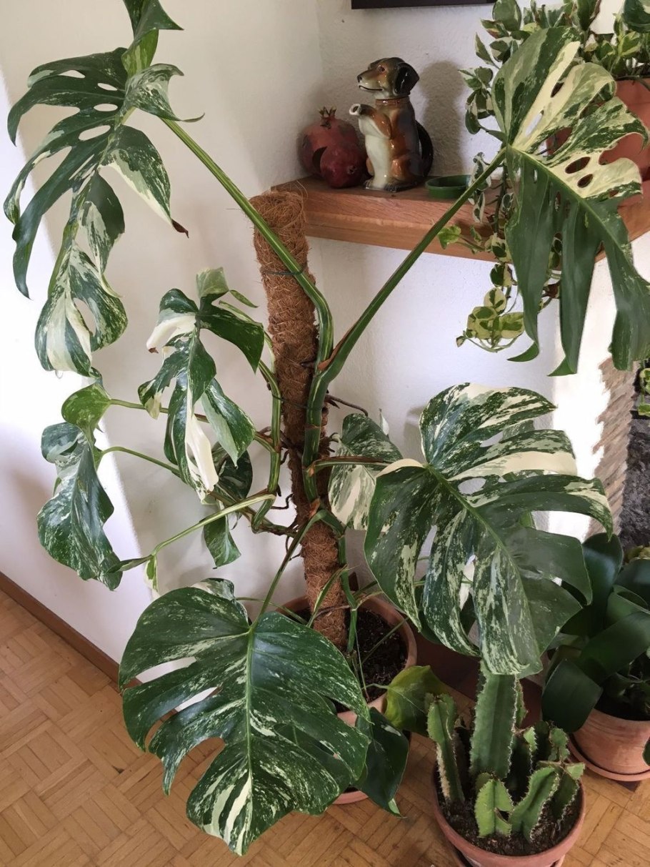 Филодендрон монстера Борзига