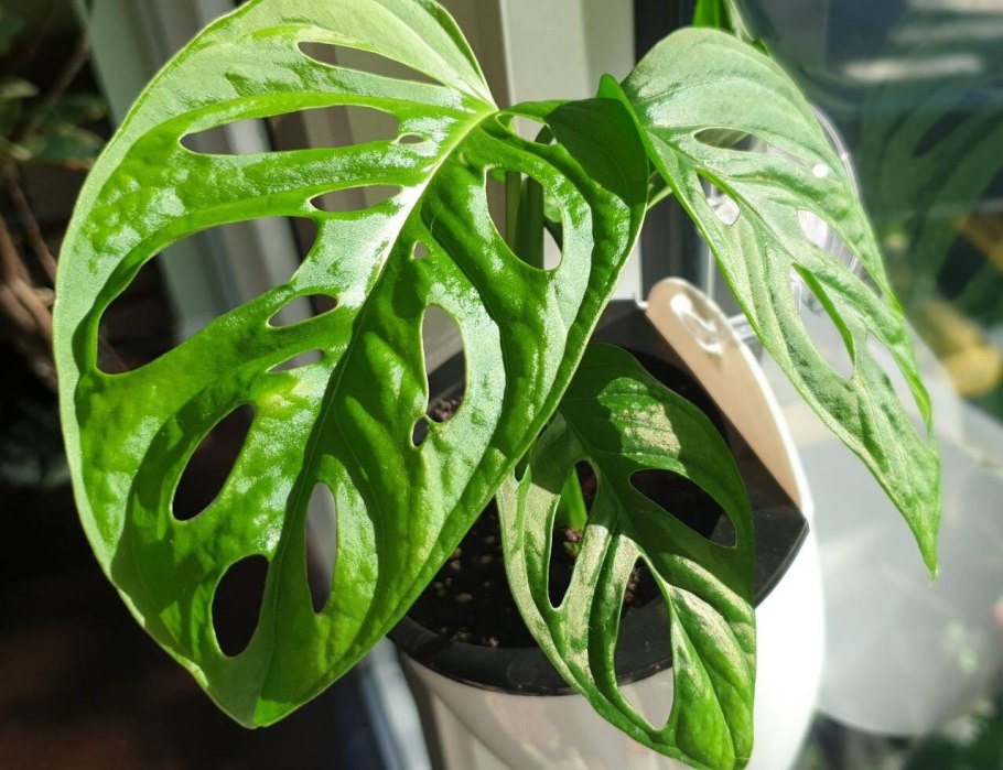 Монстера Борситжиана
