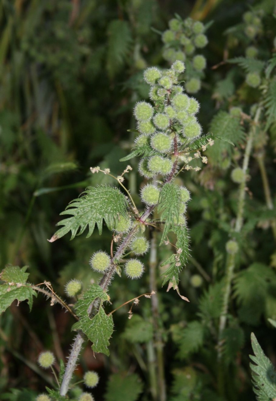Urtica pilulifera