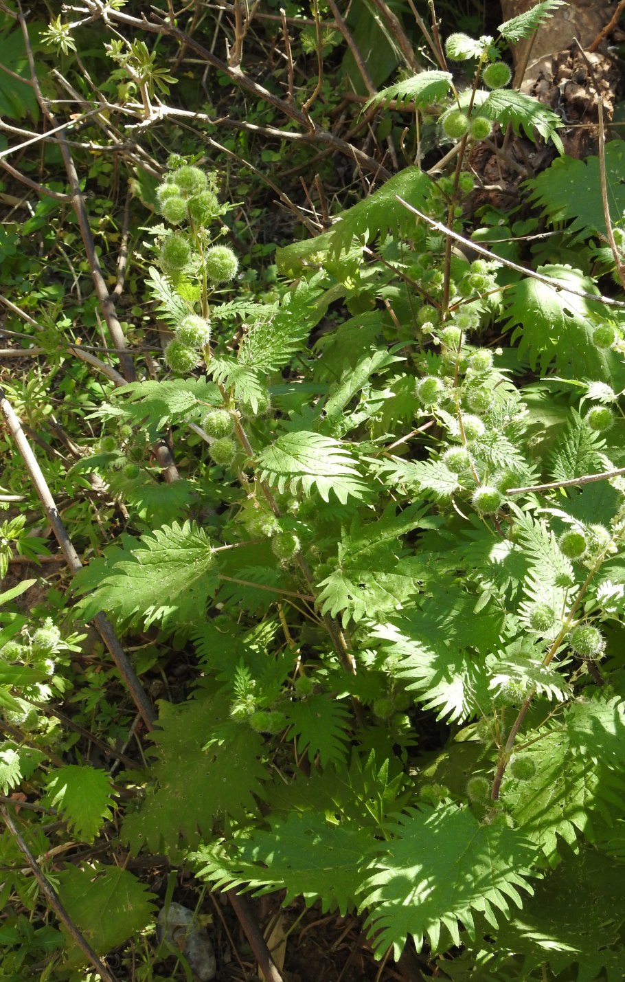 Urtica pilulifera
