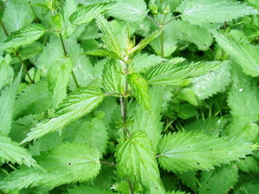 Дикая крапива