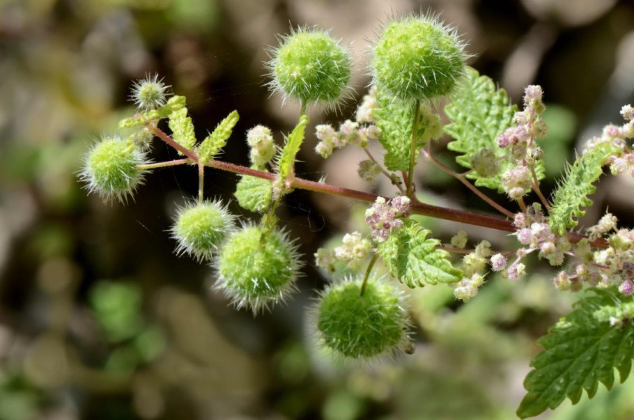 Urtica pilulifera