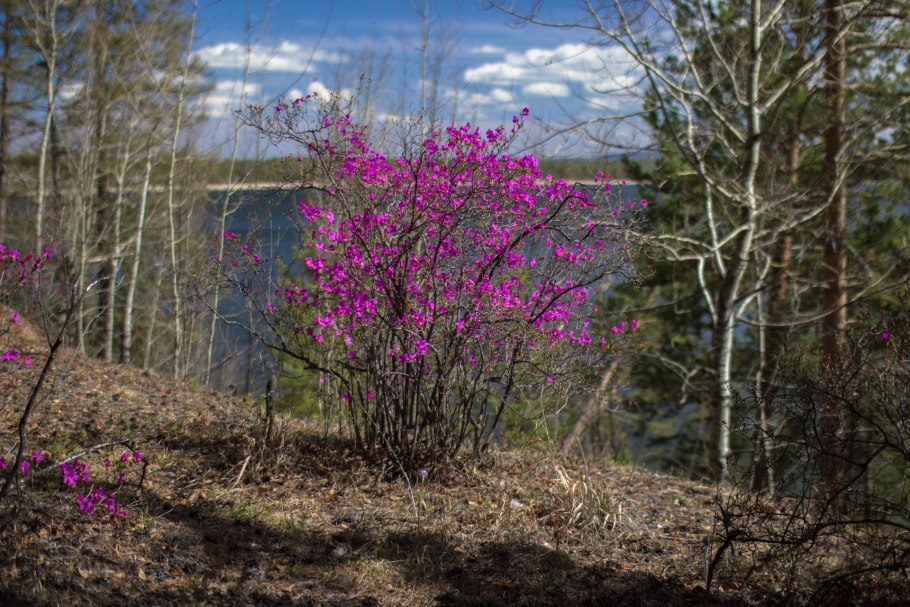 Рододендрон Даурский - Rhododendron dauricum