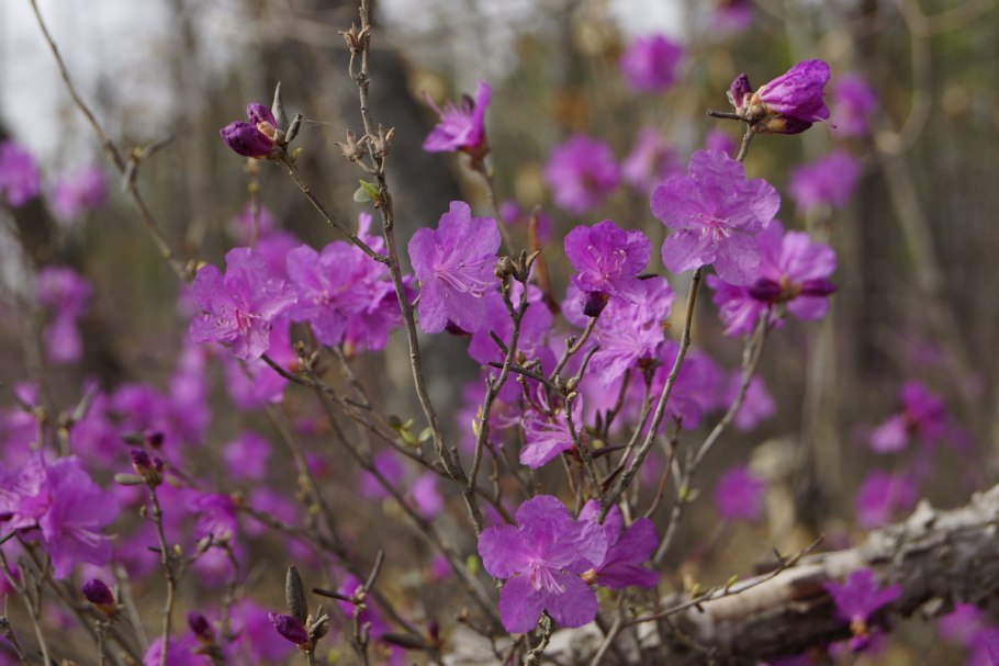 Рододендрон carolinianum