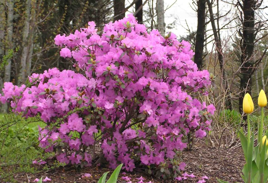 Рододендрон Даурский - Rhododendron dauricum