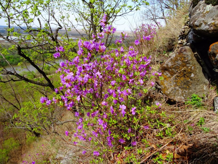 Рододендрон Даурский куст