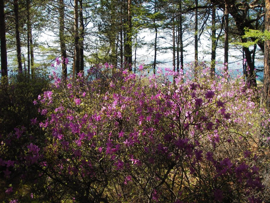 Рододендрон Даурский куст