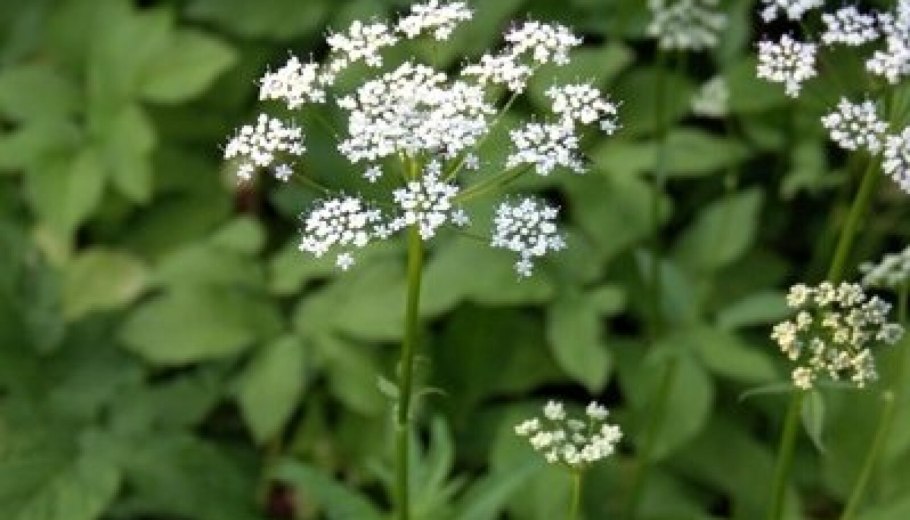 Сныть обыкновенная соцветие