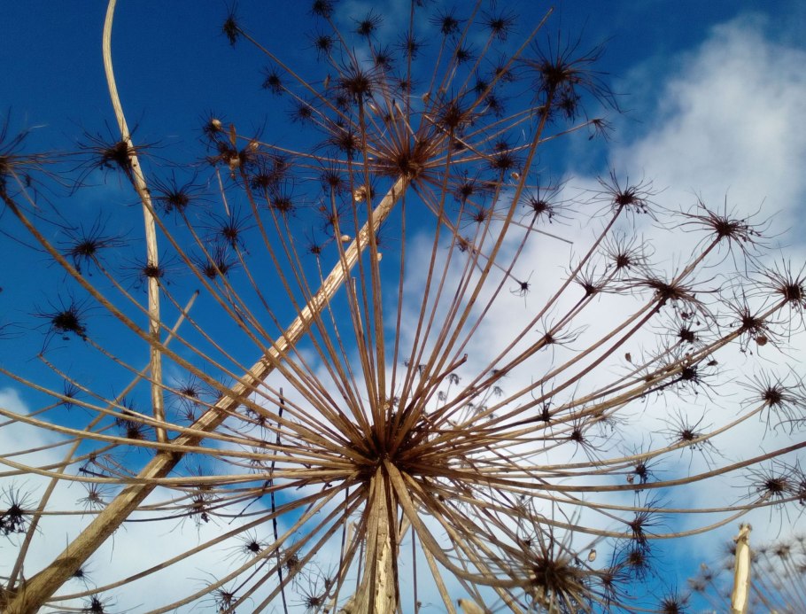 Семена борщевика фото