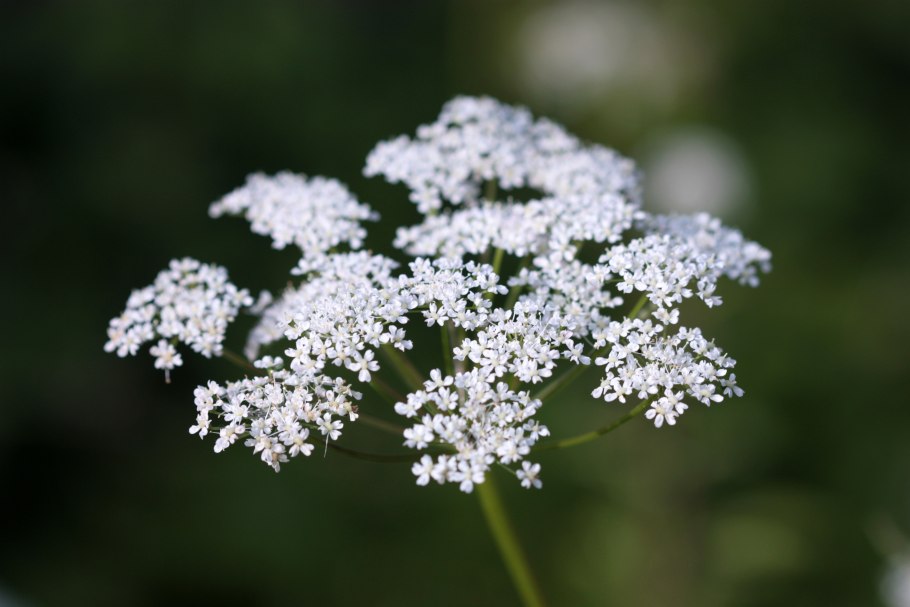 Анис обыкновенный бедренец