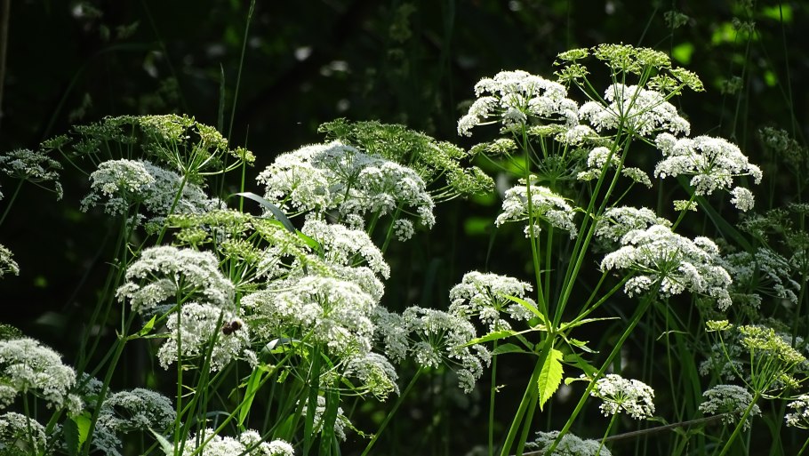 Сныть обыкновенная