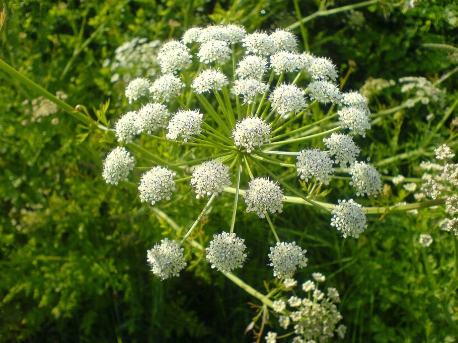 Зонтичные (Umbelliferae(Apiaceae))