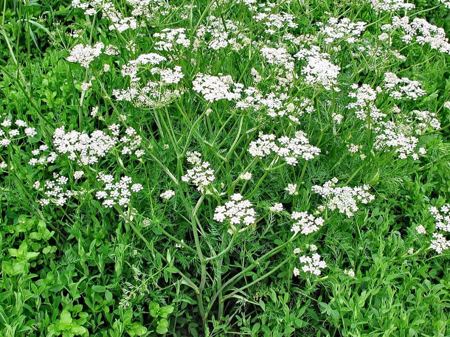 Тмин обыкновенный (Carum Carvi)