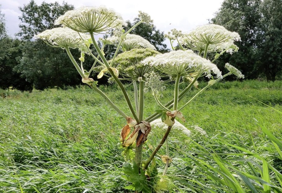 Борщевик ядовитое растение