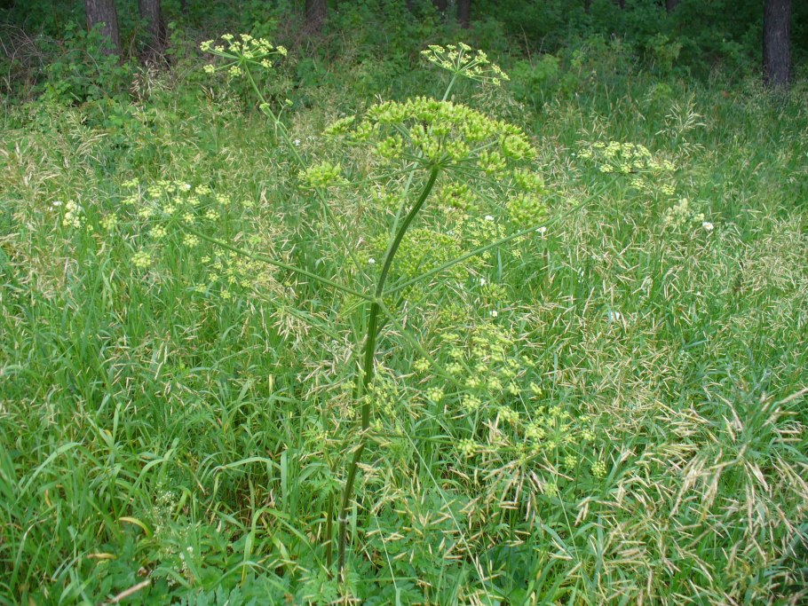 Борщевик Сибирский пучка