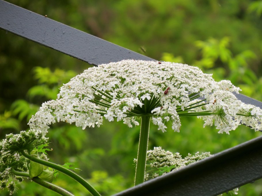 Борщевика Сосновского (Heracleum sosnowskyi)
