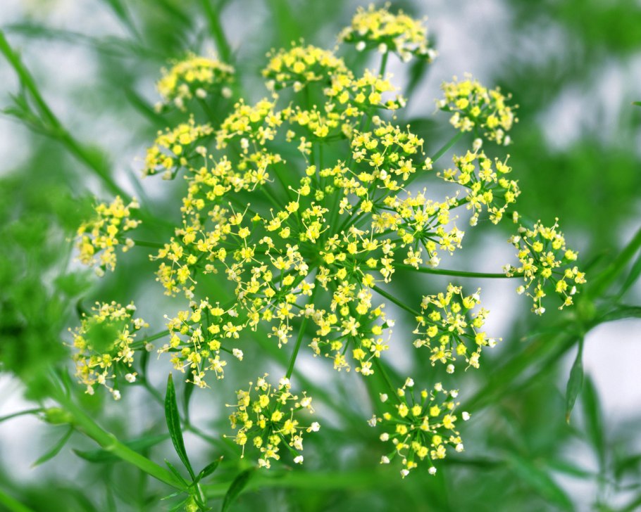 Желтые цветочки зонтичные