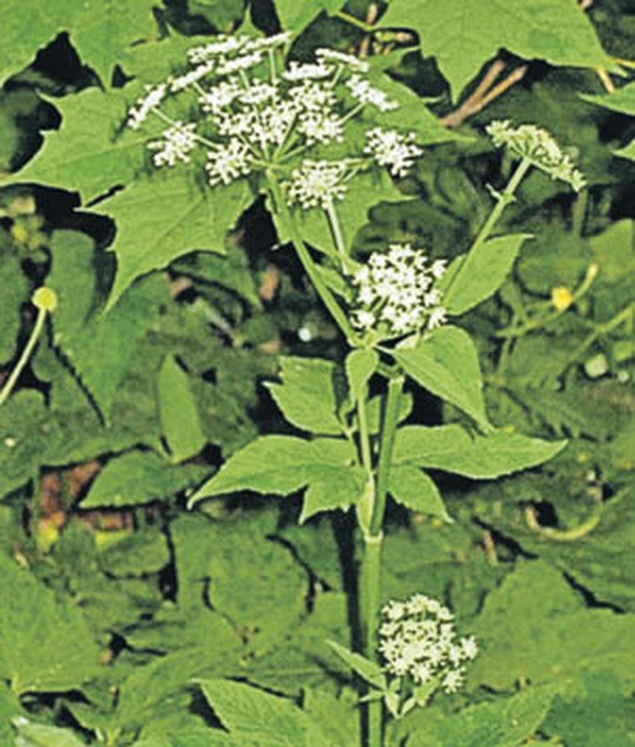 Фенхель зонтичные