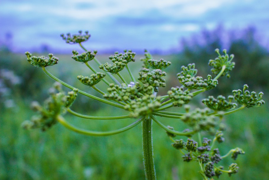 Зонтичные дикорастущие травы