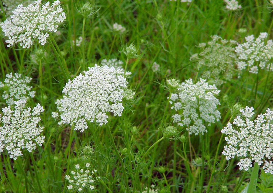 Морковь Дикая (Daucus carota) сорт дара