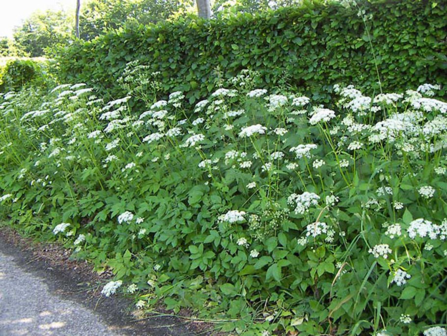 Сныть Болотная