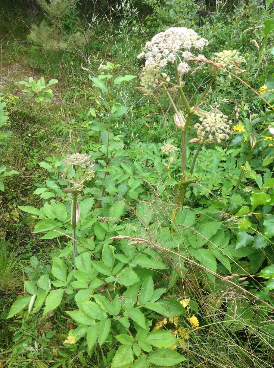 Dittrichia graveolens