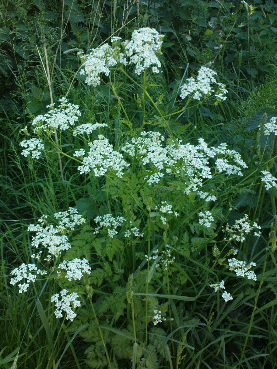 Сорняк с белыми цветами