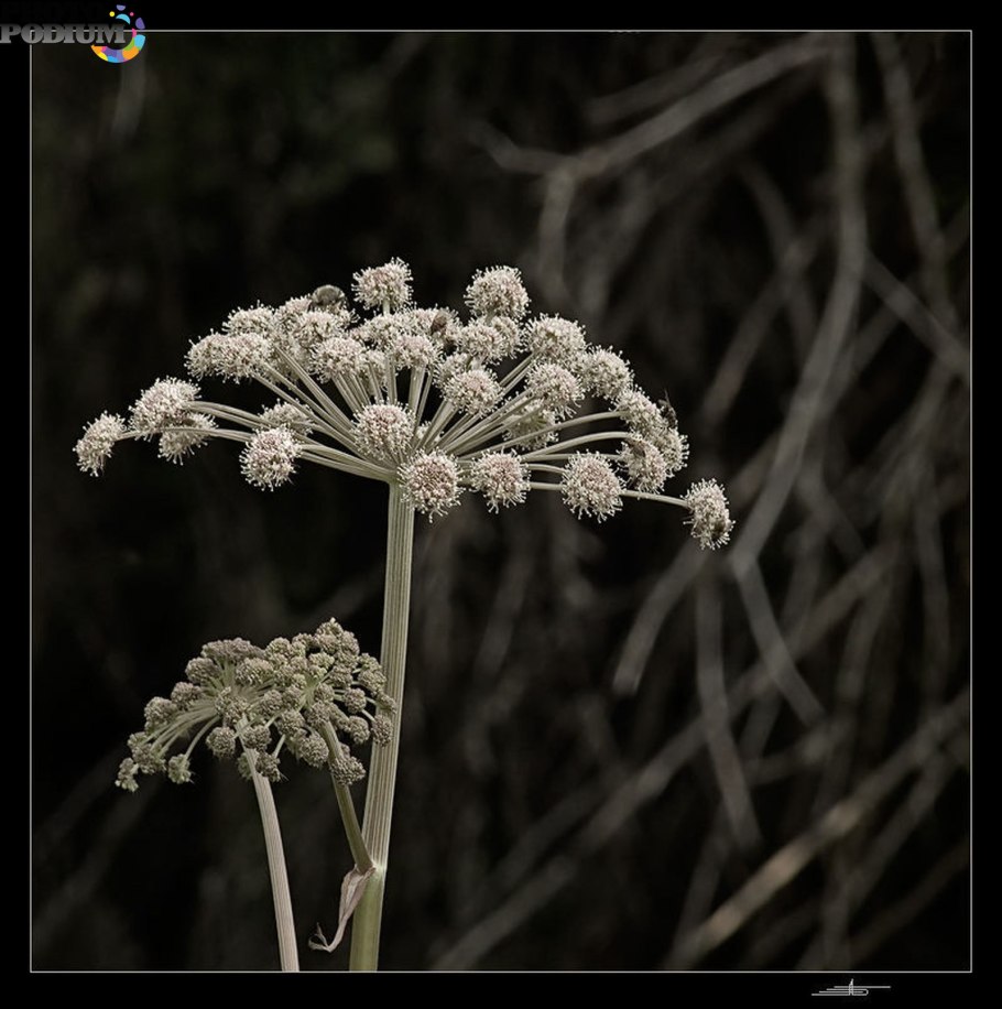 Трава зонтик