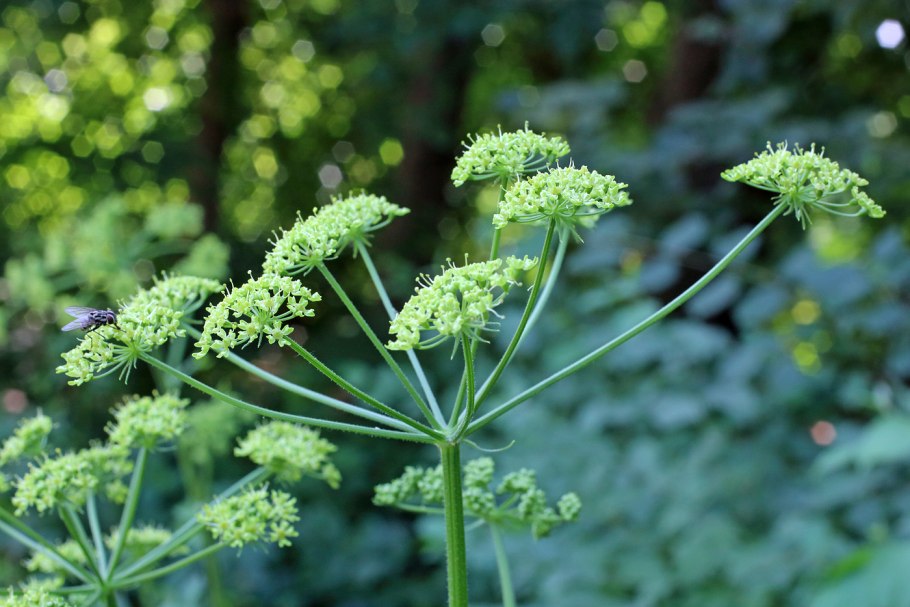 Борщевик Сибирский — Heracleum sibiricum l