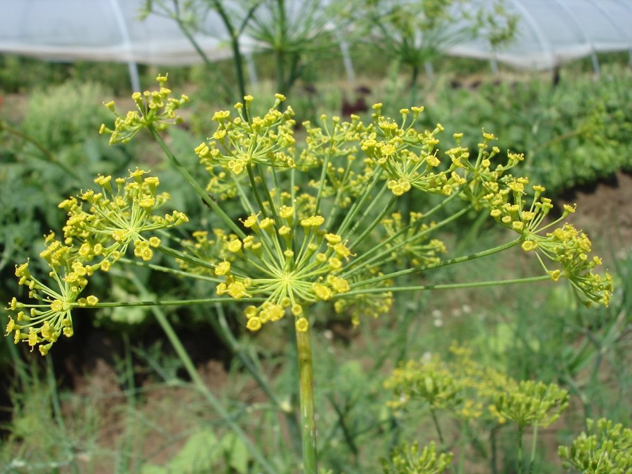 Циперус цветет