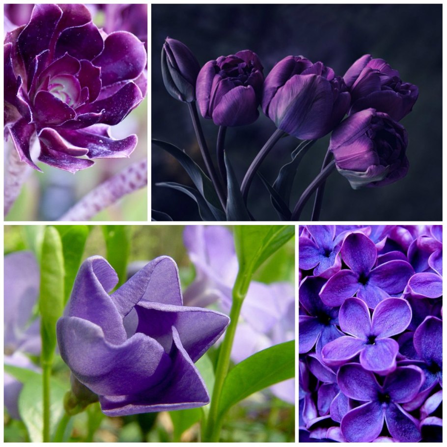 Фиолетовые домашние цветы