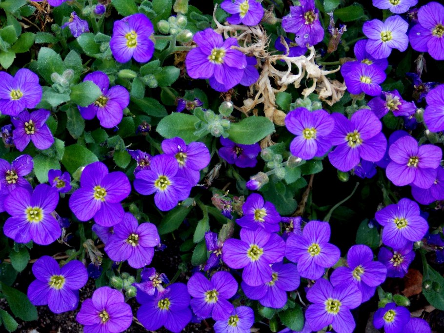 Фиалка почвопокровная голубая