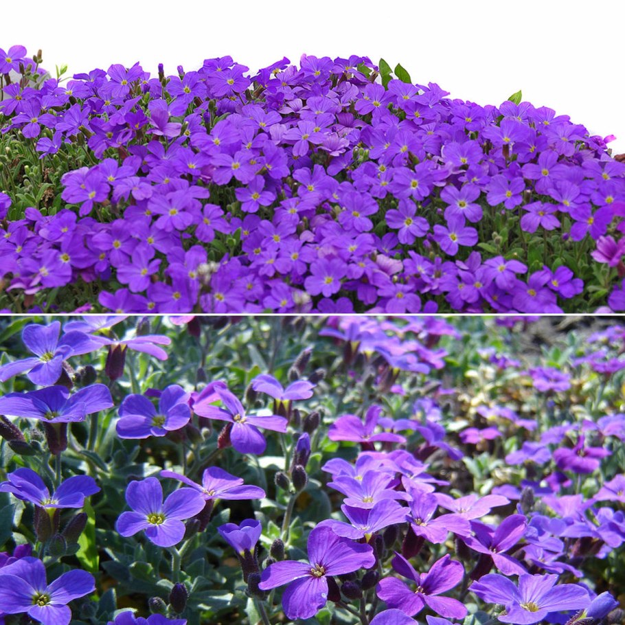 Обриетта Каскад Пурпл