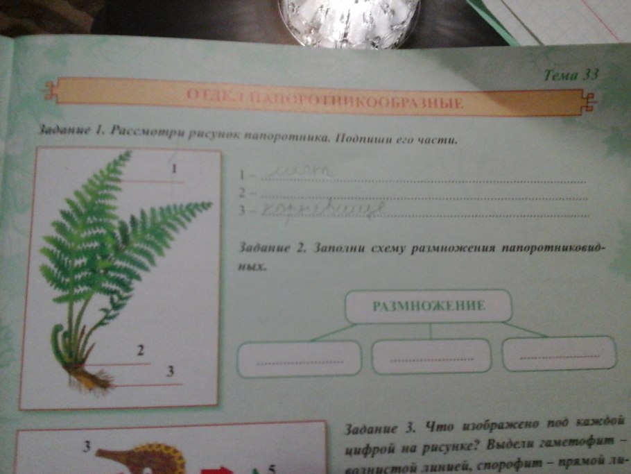 Гаметангии папоротников