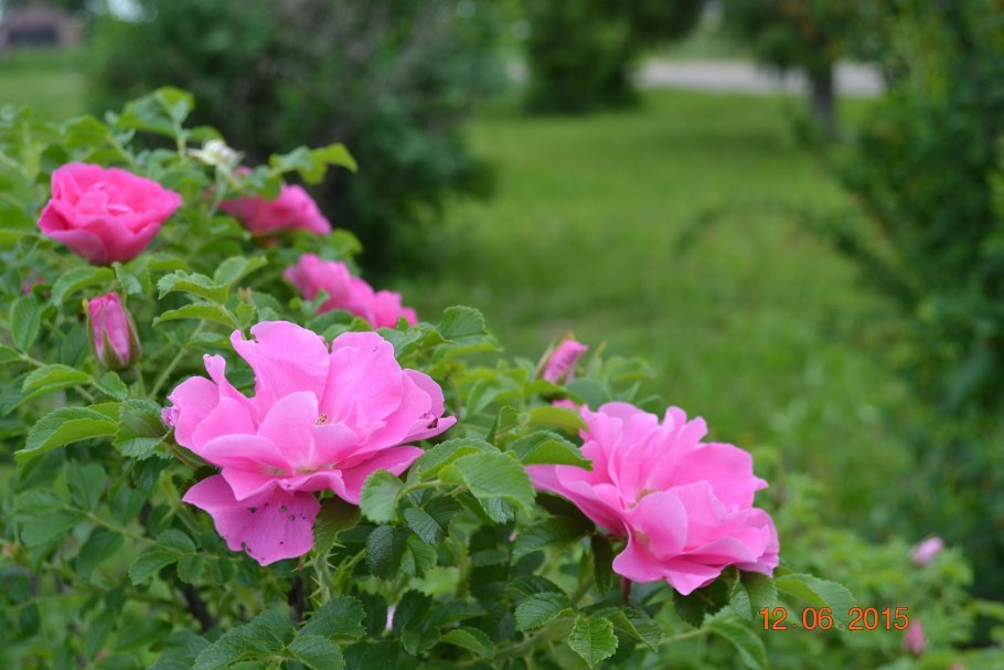 Канадская роза Jens Munk