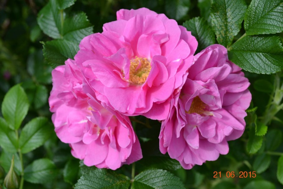 Канадская роза Jens Munk