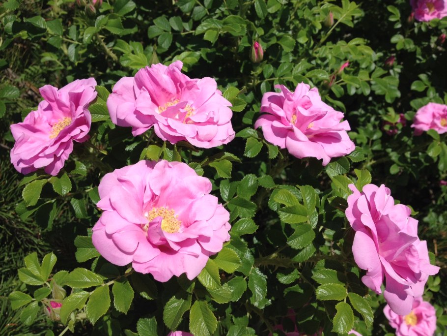 Канадская роза Jens Munk