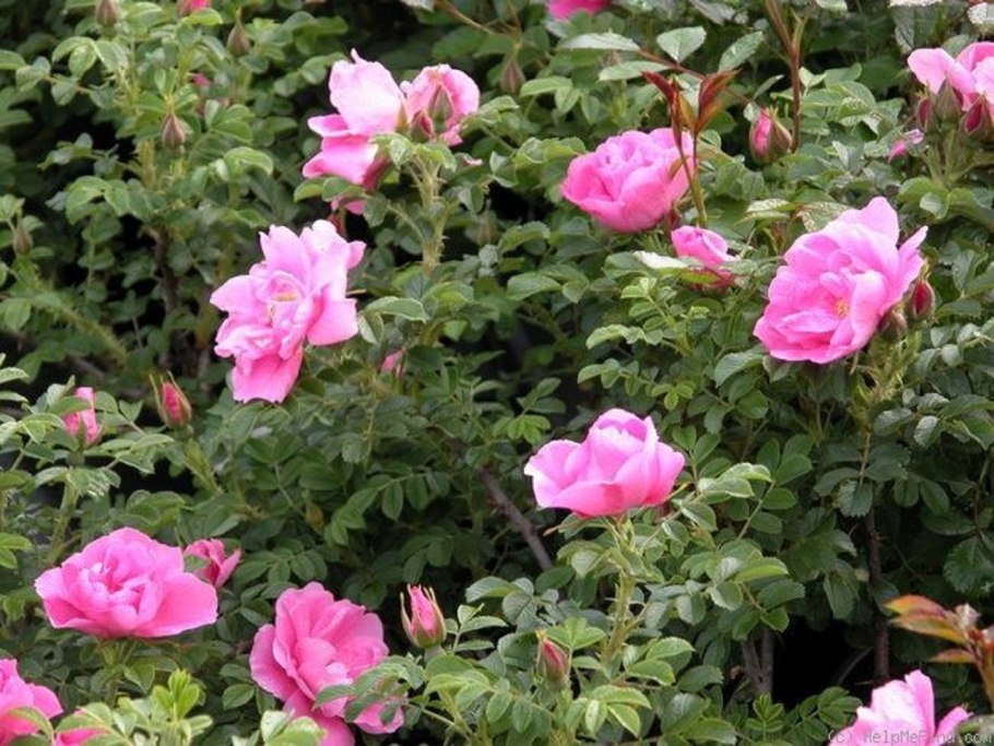 Дженс Манк роза канадская