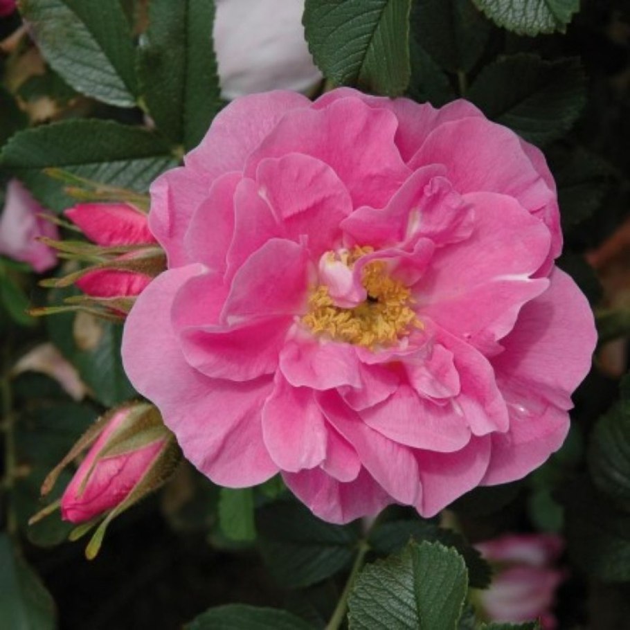 Канадская роза Jens Munk