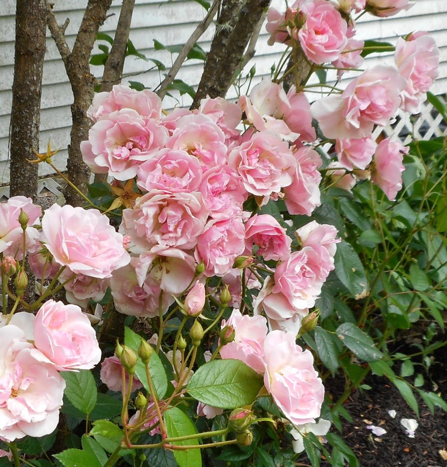 Роза полиантовая Роял минуэто