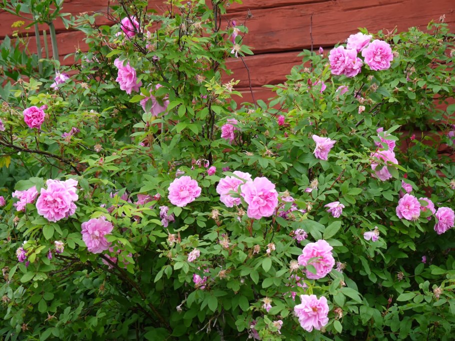 Тереза Багнет Therese Bugnet роза