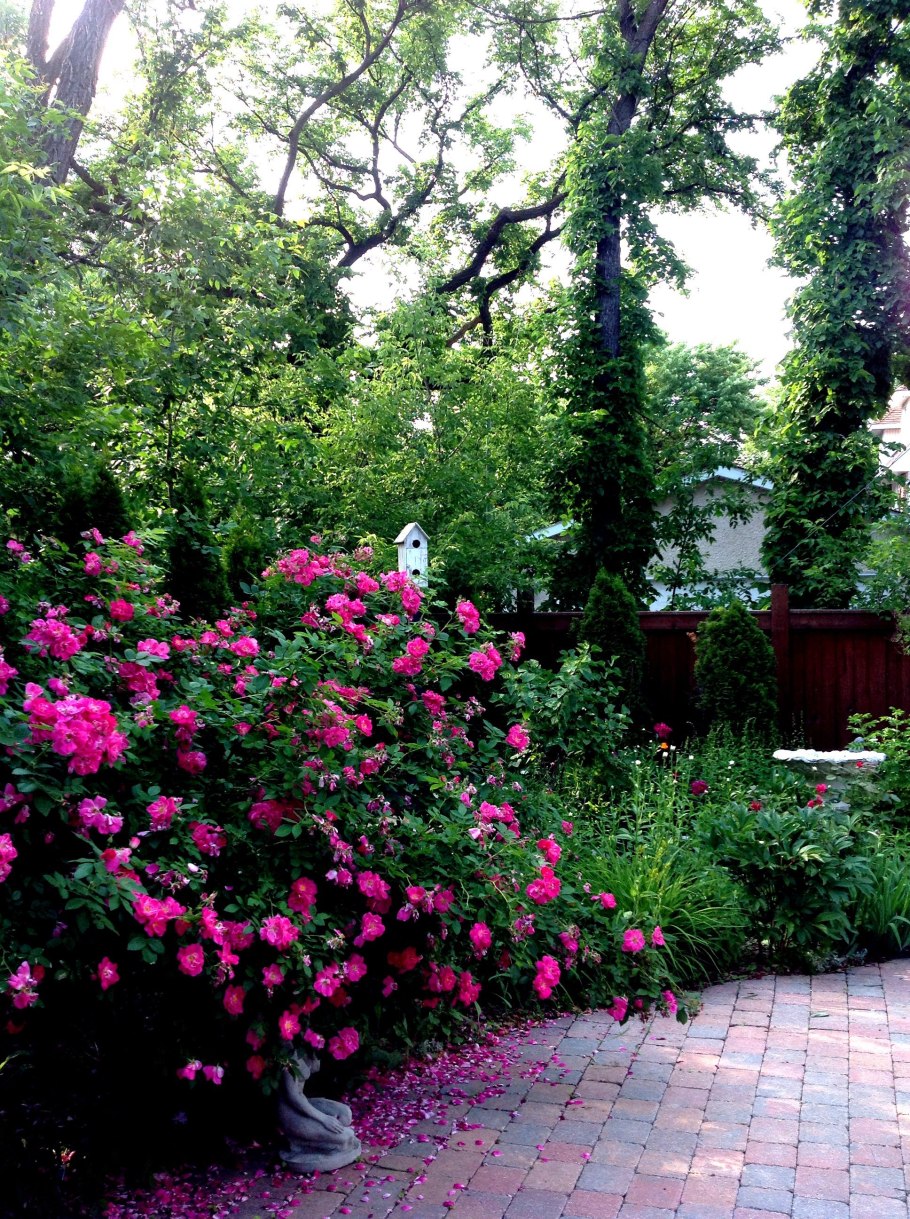 Роза ругоза ландшафтном