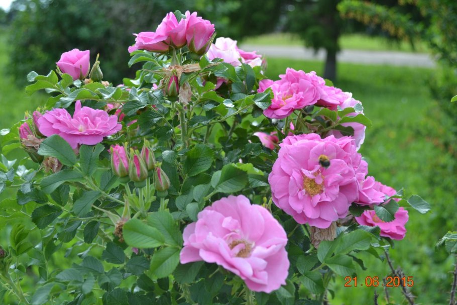 Роза канадская Парковая Дженс Манк