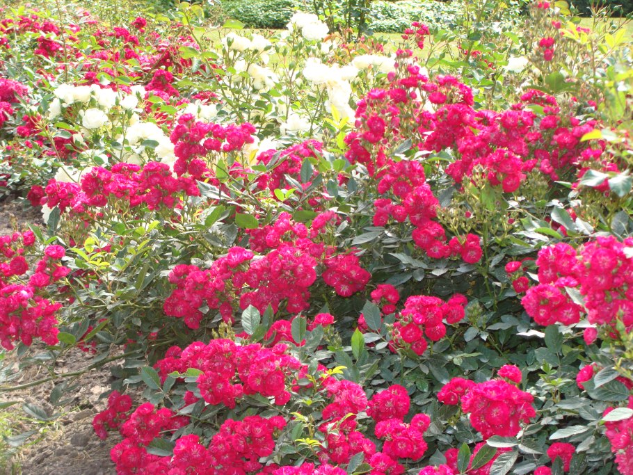 Роза почвопокровная Альберих